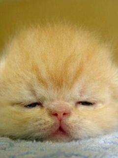 Other Wallpapers 0549